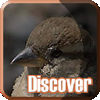 Discover: Bold Birds