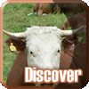Discover: Farm Animals