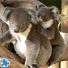 Australian Koala Bears