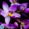 Beautiful Orchids Jigsaw