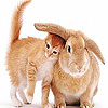 Cute cat and rabbit slide puzzle