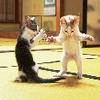 crazy dancing cat