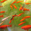 Jigsaw: Orange Fish