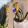 Two squirrel slide puzzle